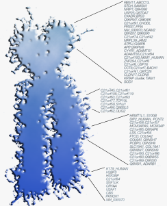 Duplicated Genes Database